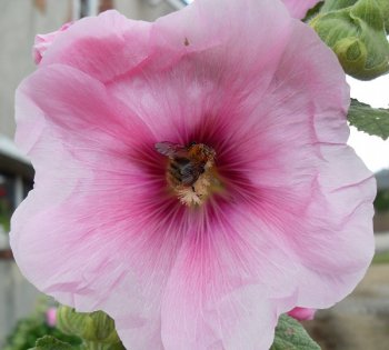 Blume mit Biene