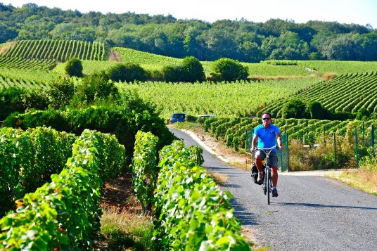 Organic wine & bike tour in the Champagne